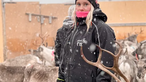 Ung jente inn i reingjerde med reinsdyr rundt seg.