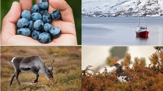 muorjit, boazu, rievssat, fanas