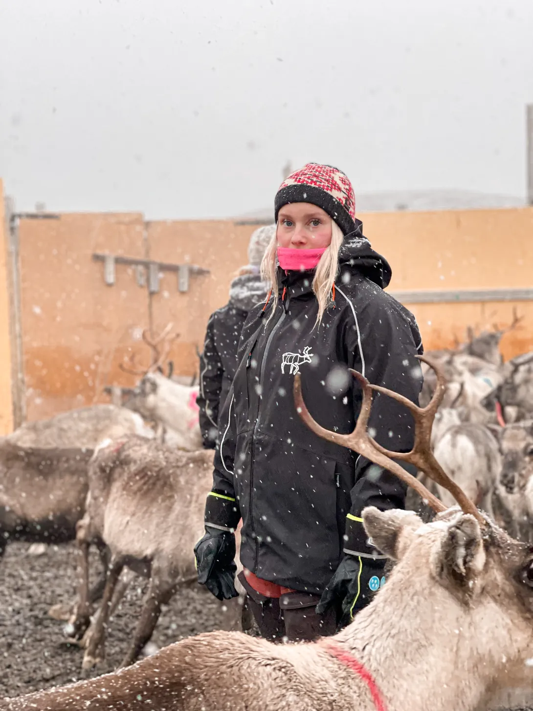 Ung jente inn i reingjerde med reinsdyr rundt seg.